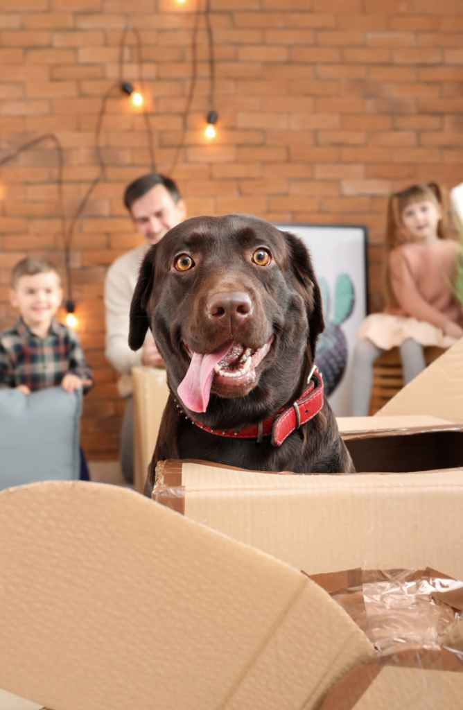 Don't underestimate cardboard when it comes to crafting! This DIY dog house is cheap, easy, and edible if your dog decides to chew.  You will love these DIY dog house ideas! 